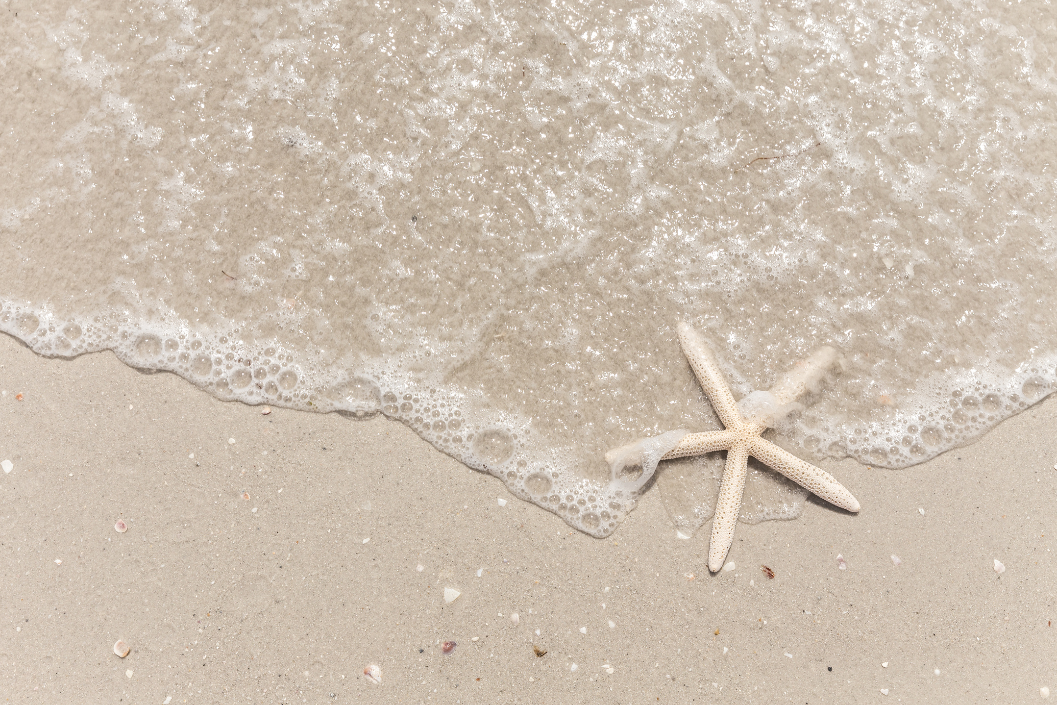 White Starfish on Brown Sand